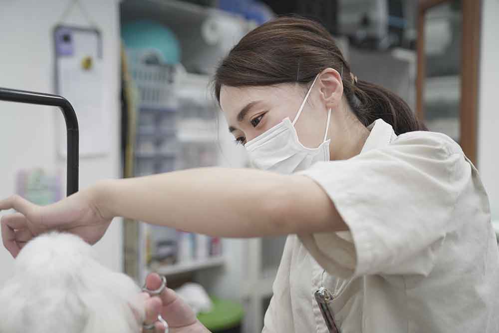 福岡市 トリミングサロン トイプードル