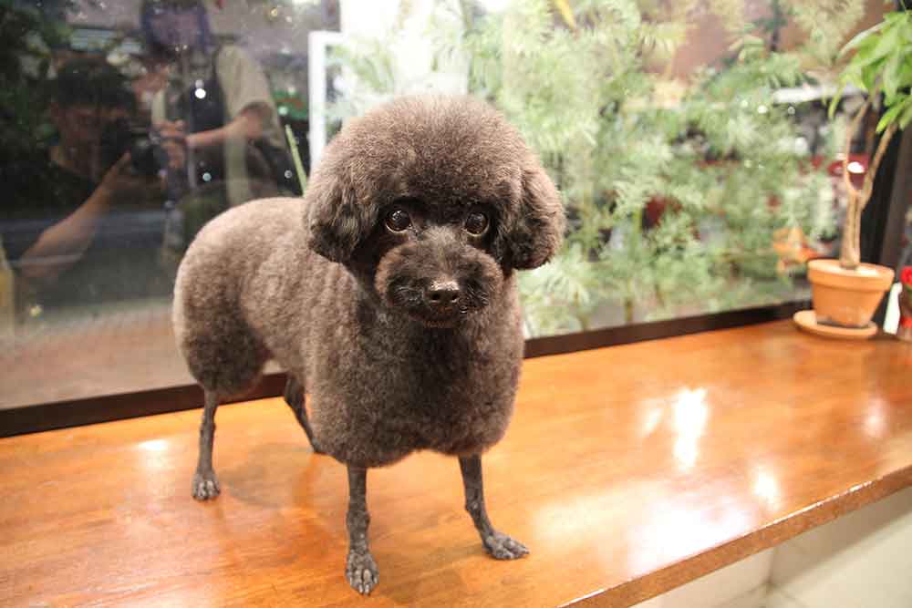 福岡市 トリミングサロン トイプードル