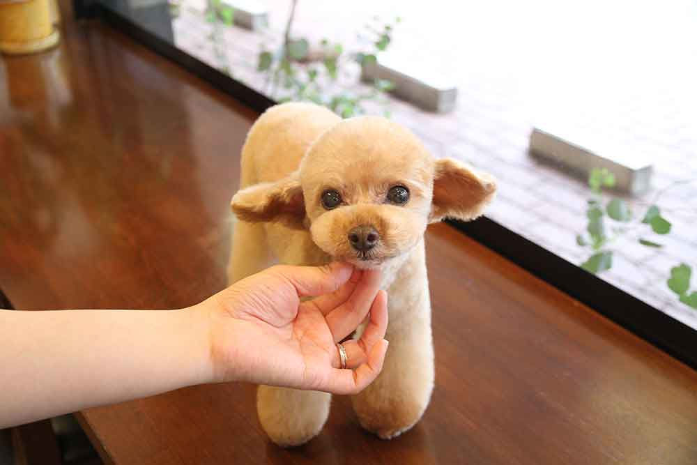 福岡市 トリミングサロン トイプードル