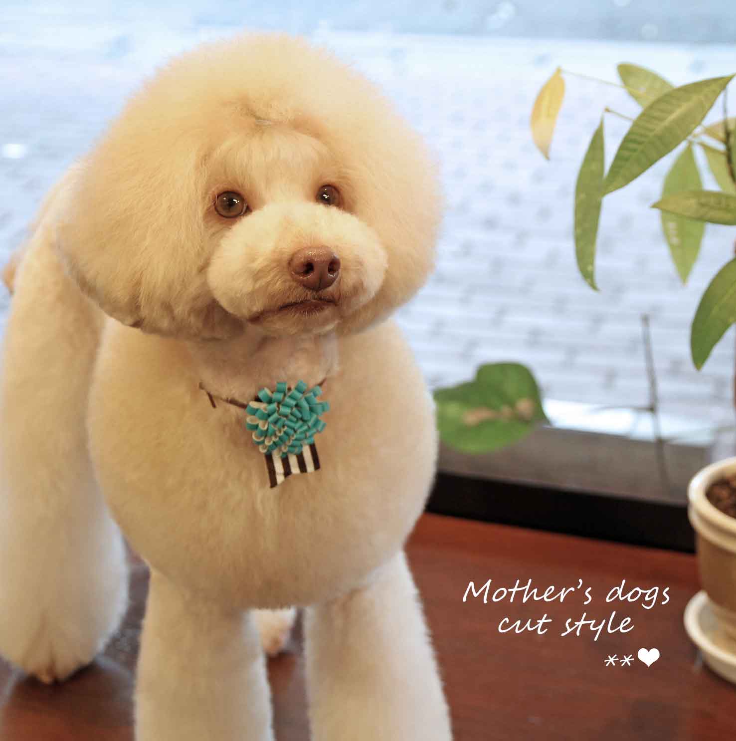 福岡市 トリミングサロン トイプードル