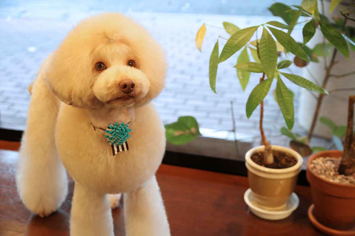 福岡市 トリミングサロン トイプードル