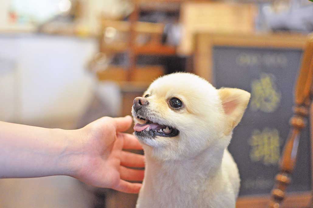 福岡市 トリミングサロン トイプードル