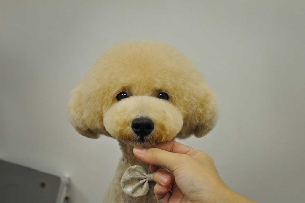 福岡市 トリミングサロン トイプードル