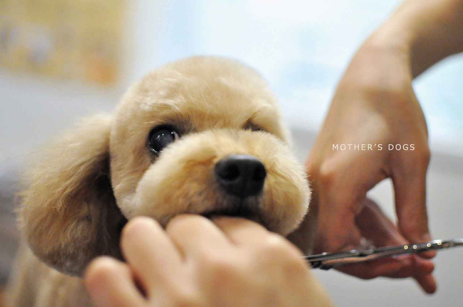 福岡市 トリミングサロン トイプードル