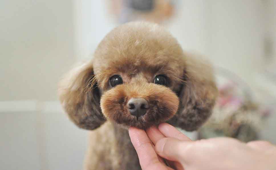 福岡市 トリミングサロン トイプードル