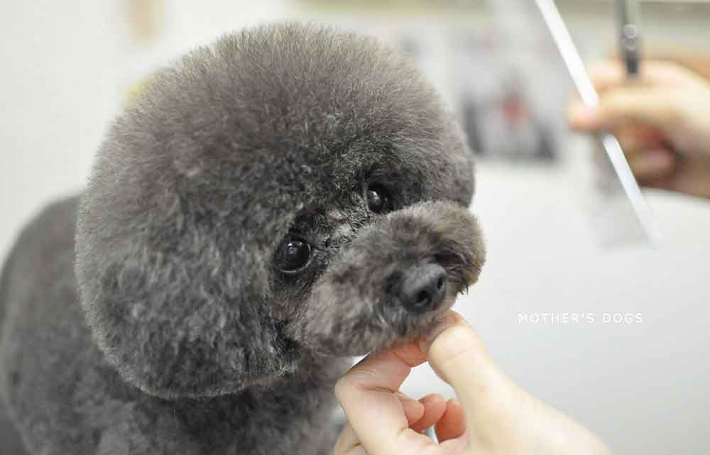 福岡市 トリミングサロン トイプードル