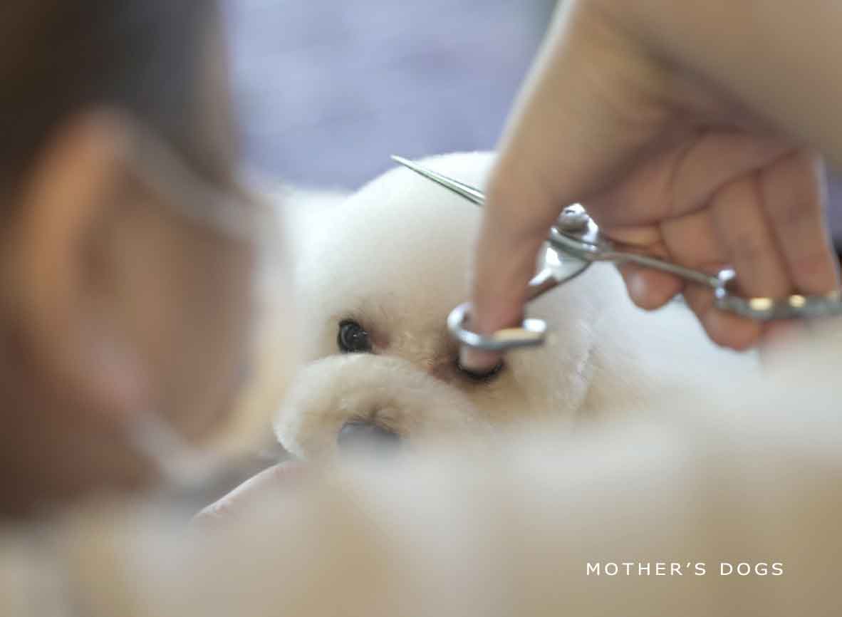 福岡市 トリミングサロン トイプードル