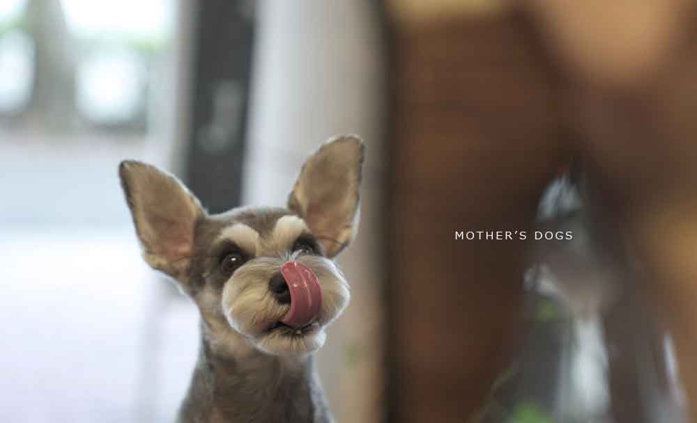 福岡市 トリミングサロン トイプードル