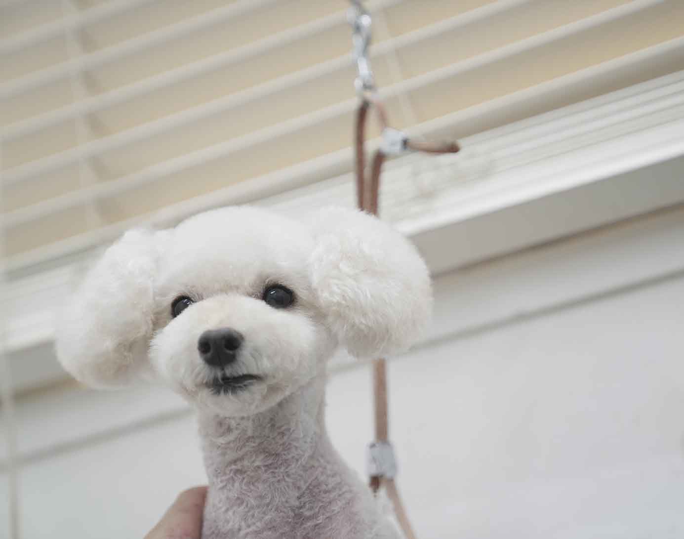 福岡市 トリミングサロン トイプードル