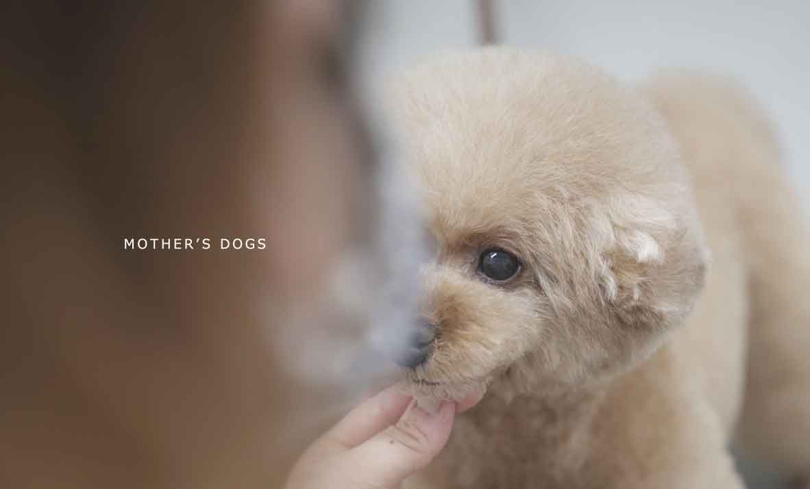 福岡市 トリミングサロン トイプードル