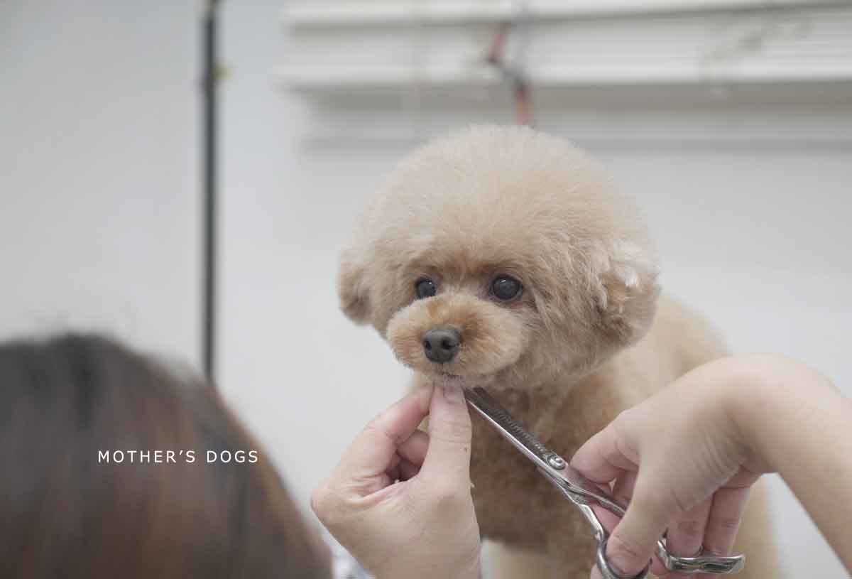 福岡市 トリミングサロン トイプードル