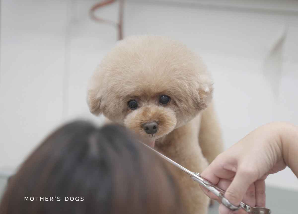 福岡市 トリミングサロン トイプードル