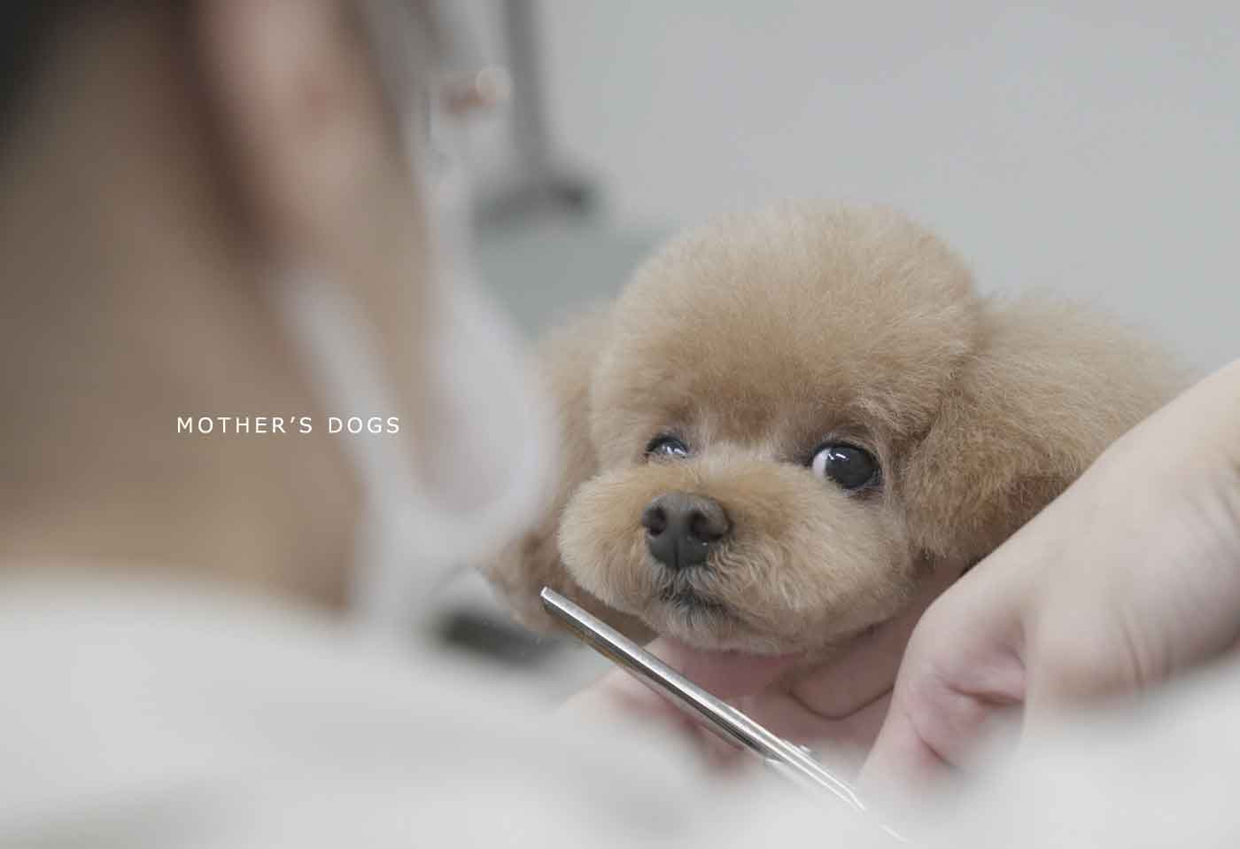 福岡市 トリミングサロン トイプードル