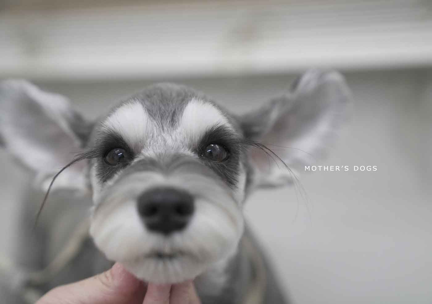 福岡市 トリミングサロン トイプードル