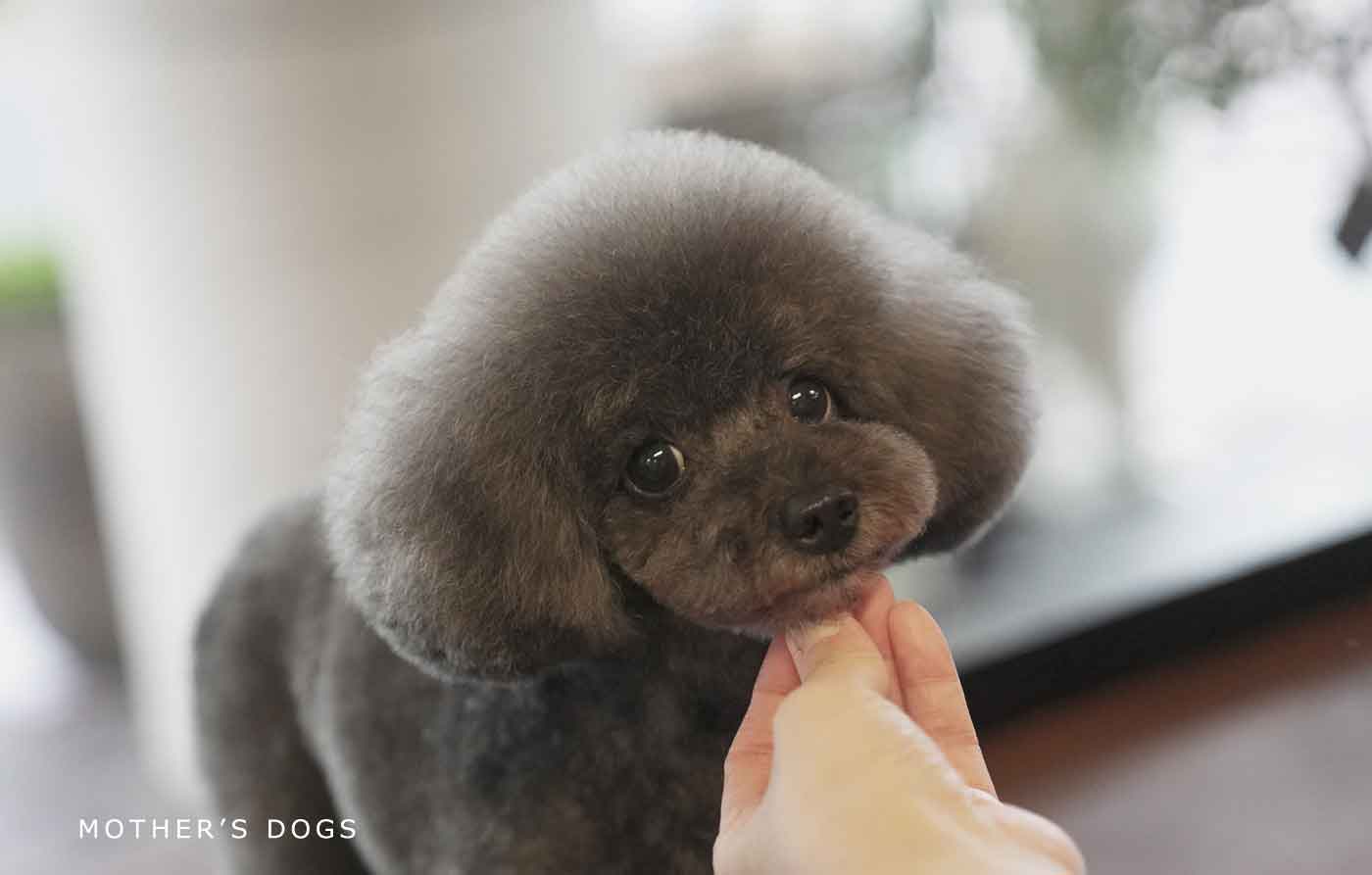 福岡市 トリミングサロン トイプードル