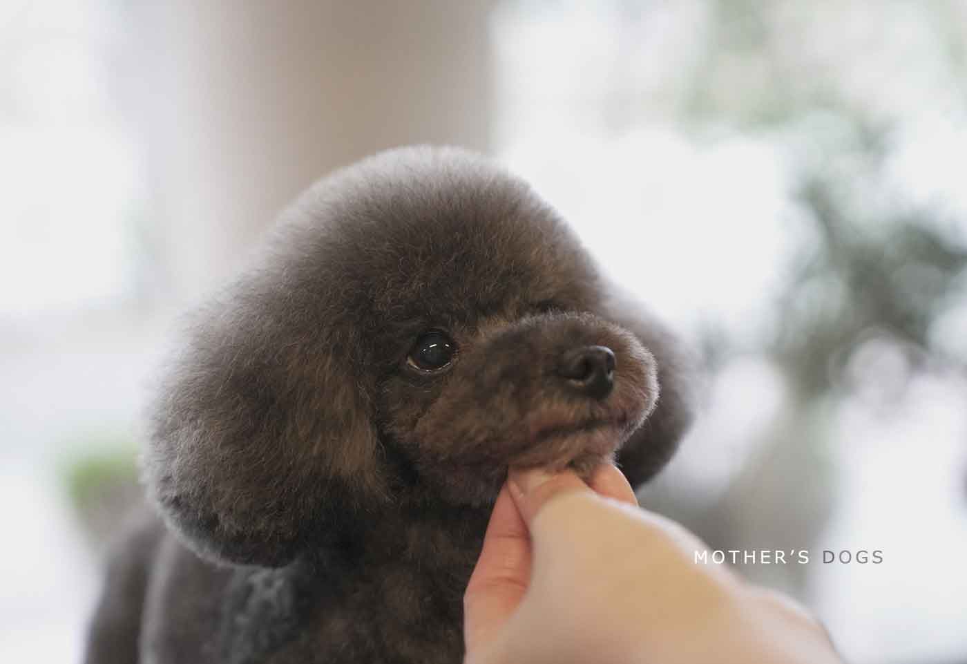 福岡市 トリミングサロン トイプードル