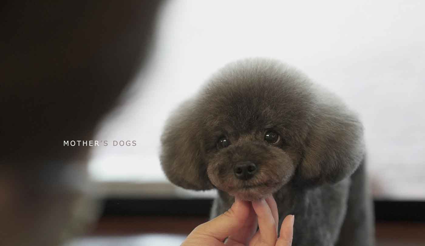 福岡市 トリミングサロン トイプードル