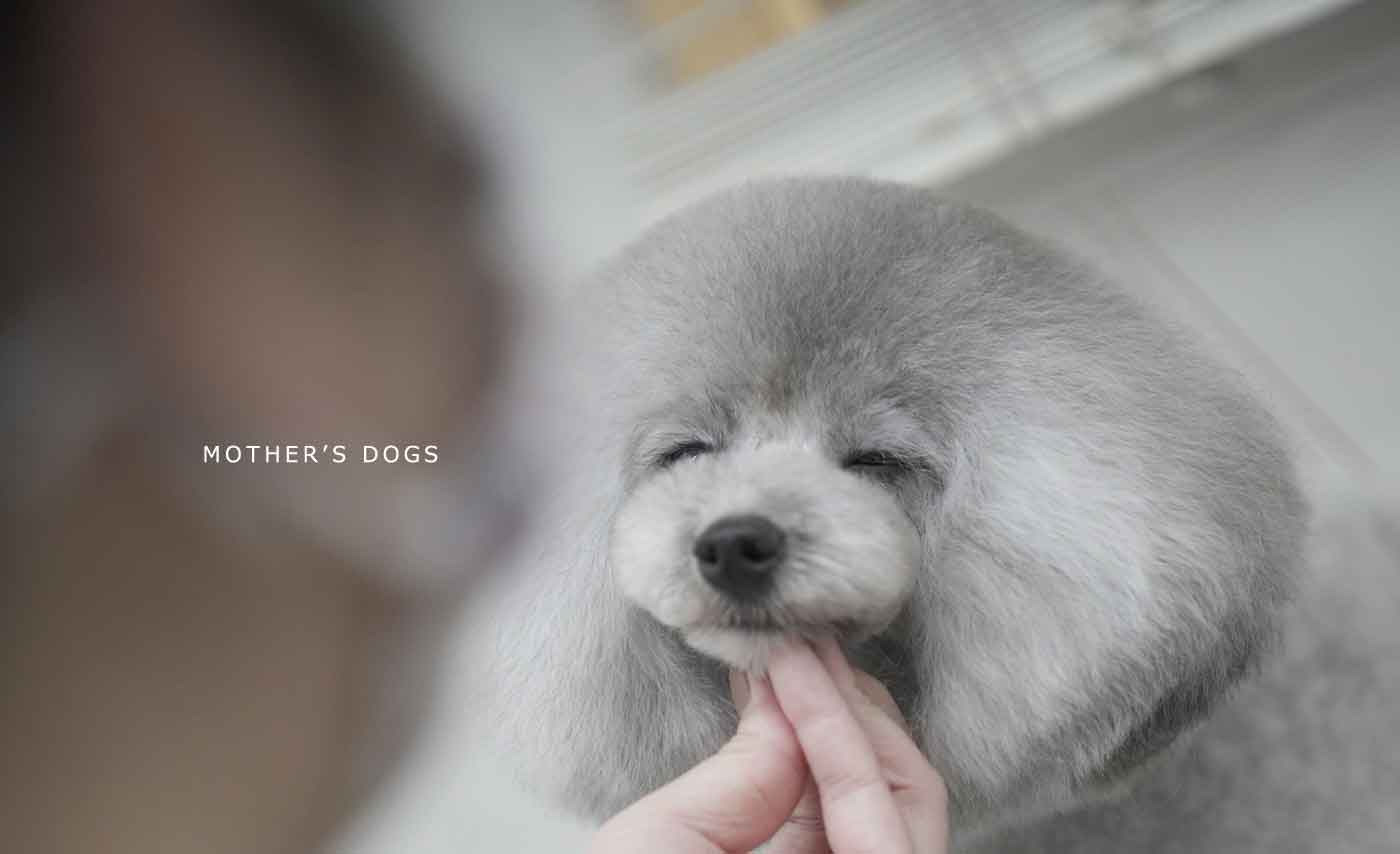 福岡市 トリミングサロン トイプードル