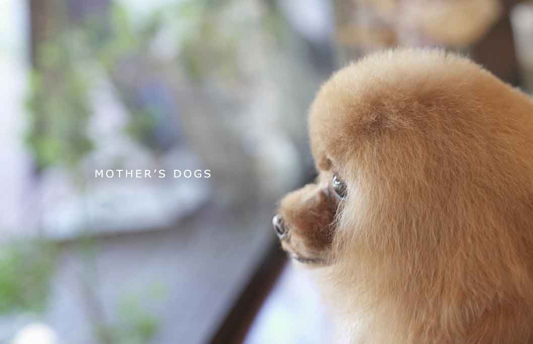 福岡市 トリミングサロン トイプードル