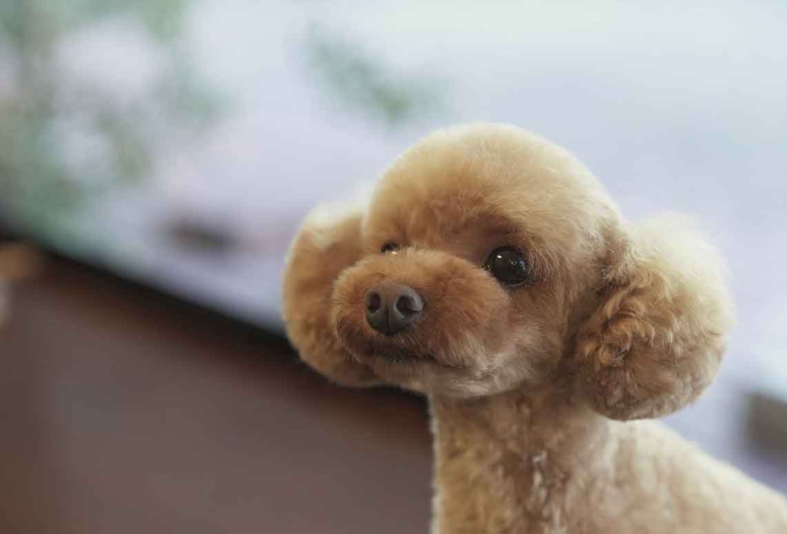 福岡市 トリミングサロン トイプードル