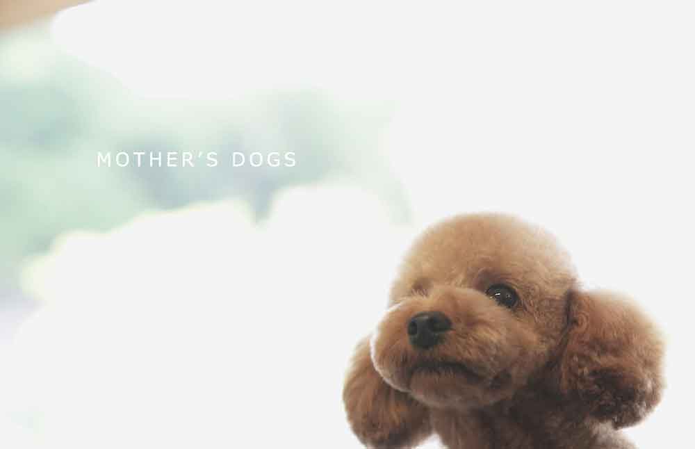 福岡市 トリミングサロン トイプードル