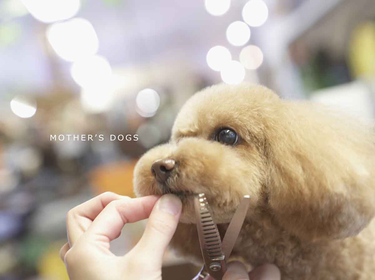 福岡市 トリミングサロン トイプードル