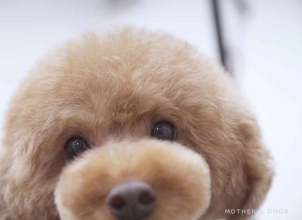 福岡市 トリミングサロン トイプードル