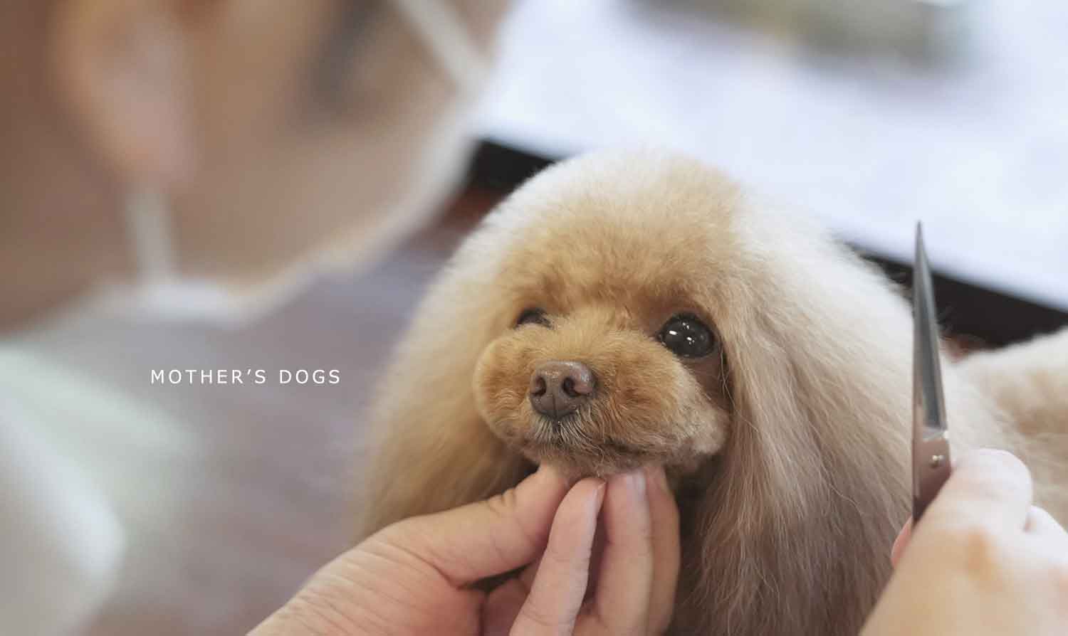 福岡市 トリミングサロン トイプードル