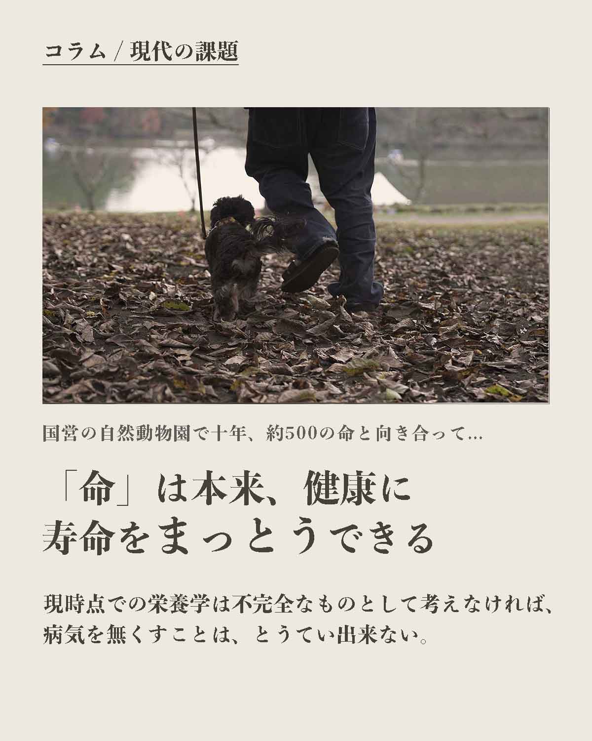 犬の手作りフード 生食 発酵野草入りローフードウルス