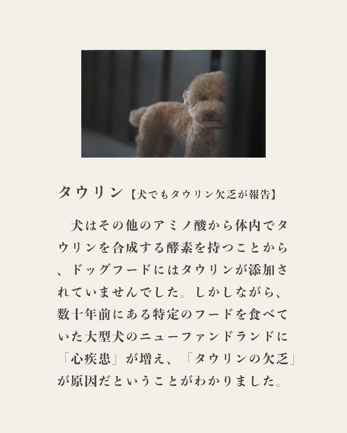 発酵野草ドッグフードウルス