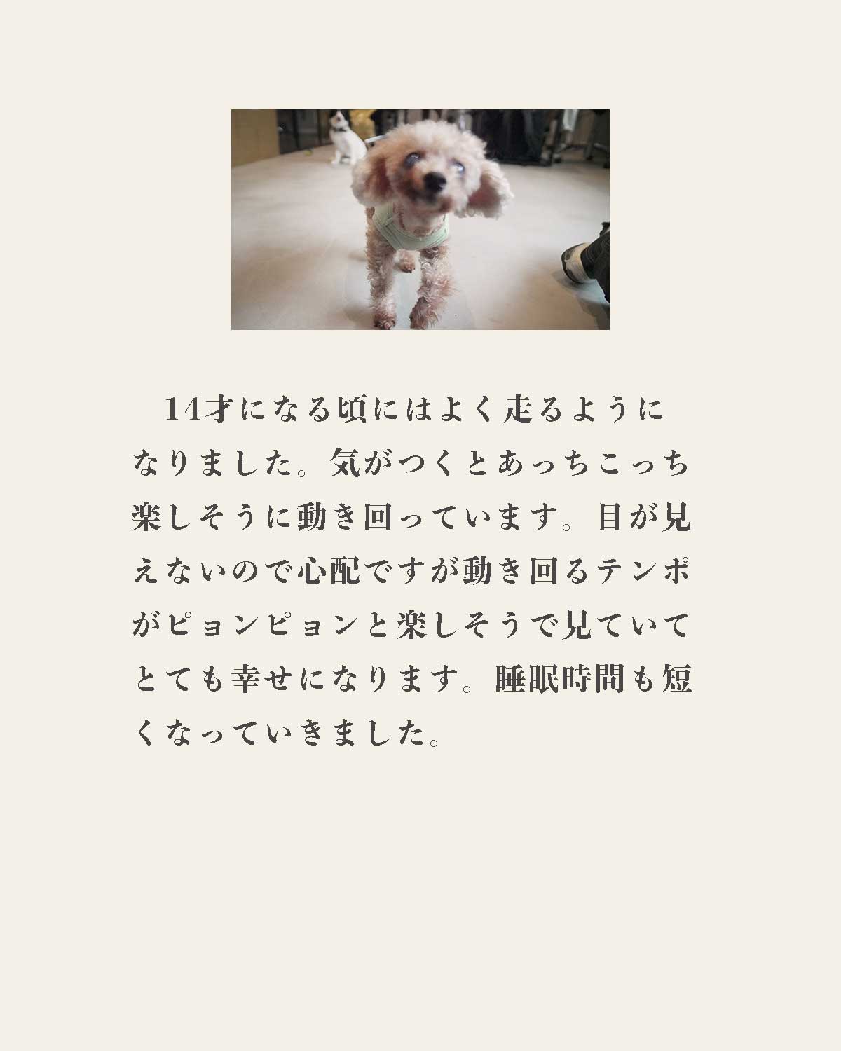 発酵野草ドッグフードウルス