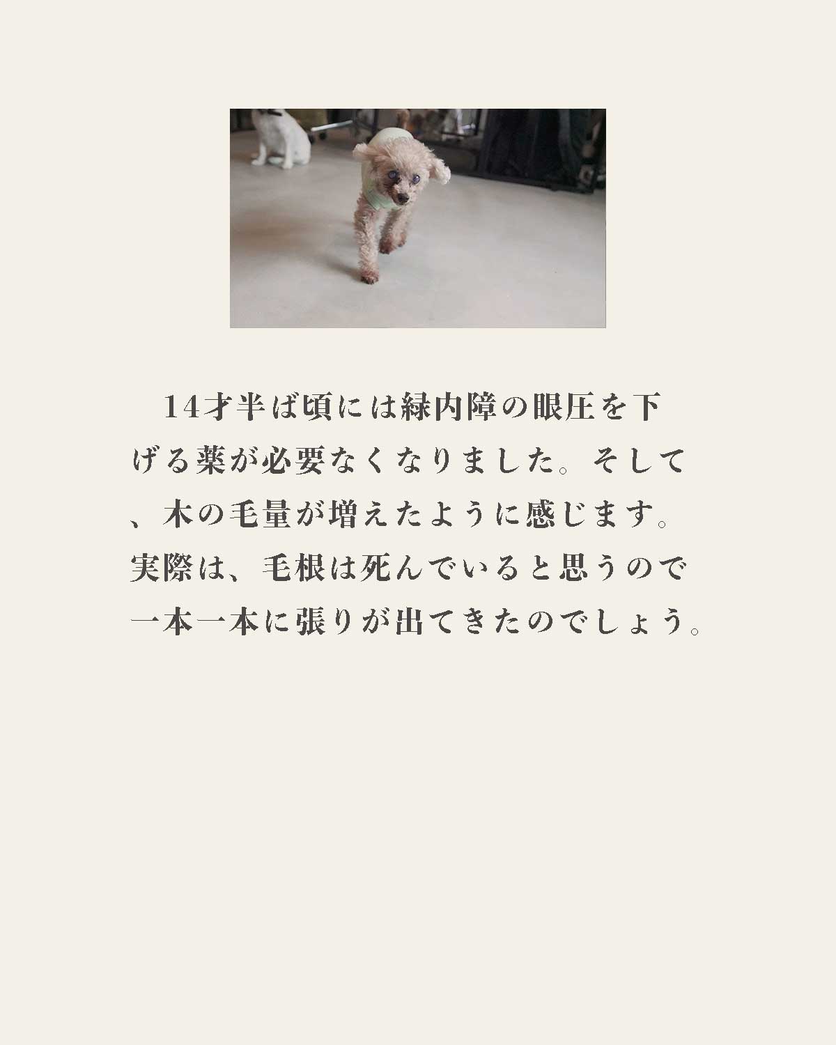 発酵野草ドッグフードウルス