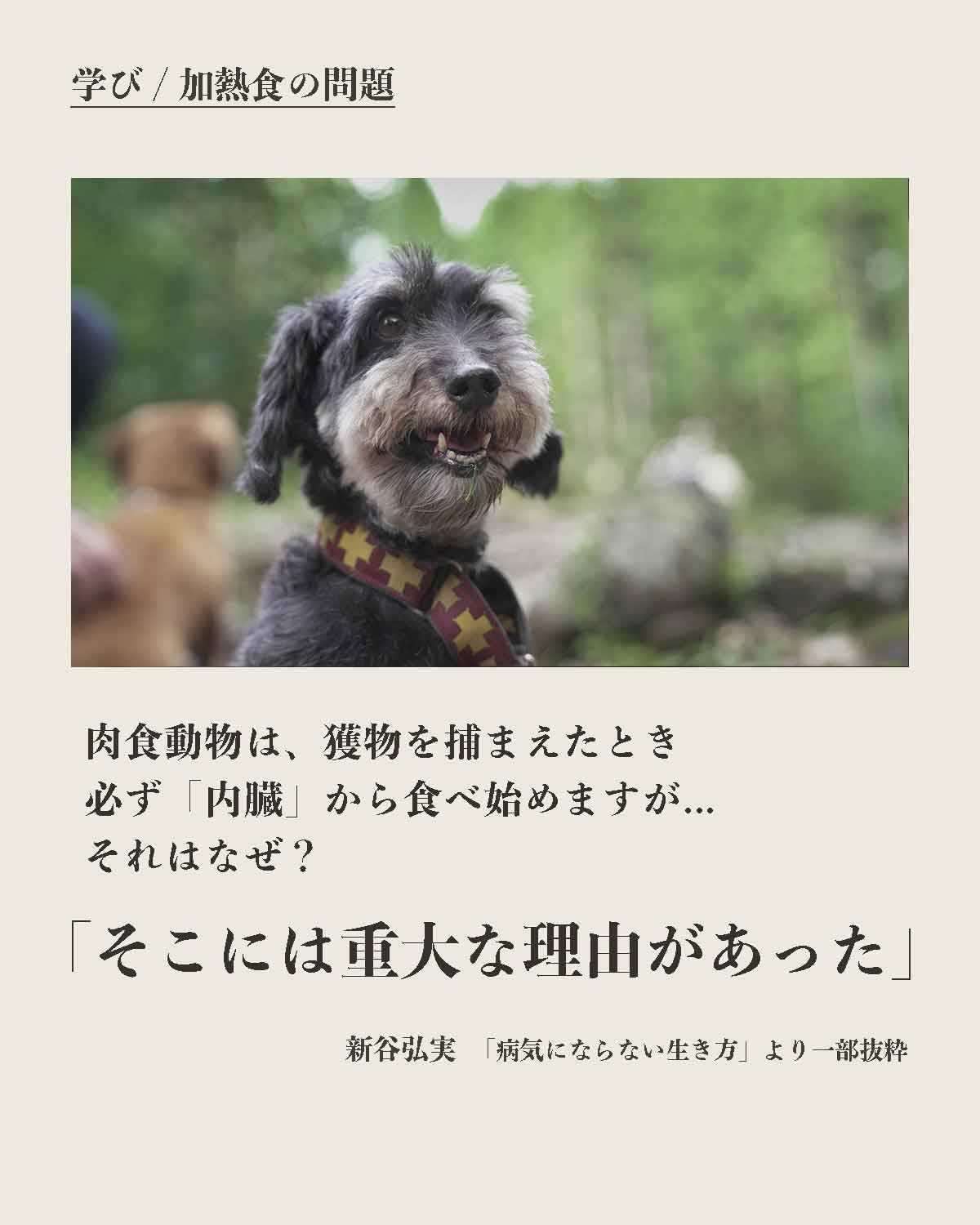 犬の食事（生食）発酵野草ローフードウルス