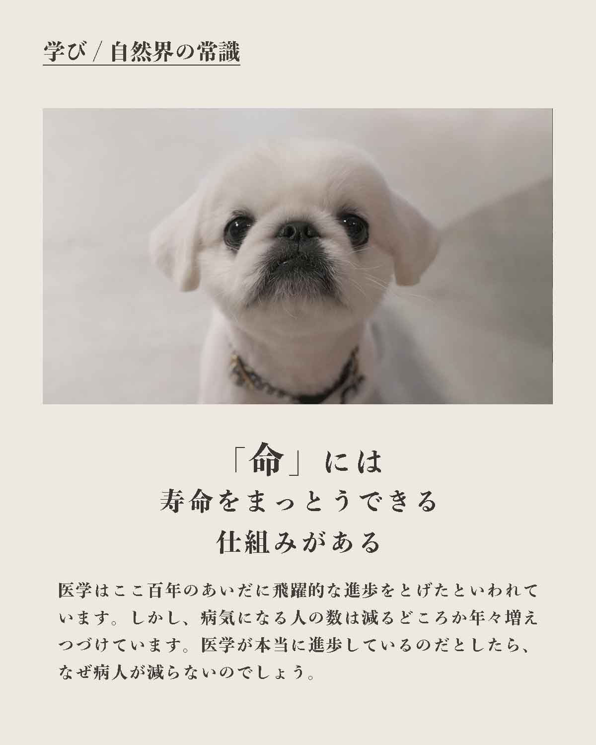 犬の手作りフード 生食 発酵野草入りローフードウルス