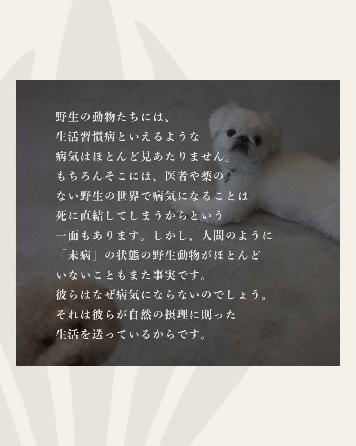 発酵野草ドッグフードウルス