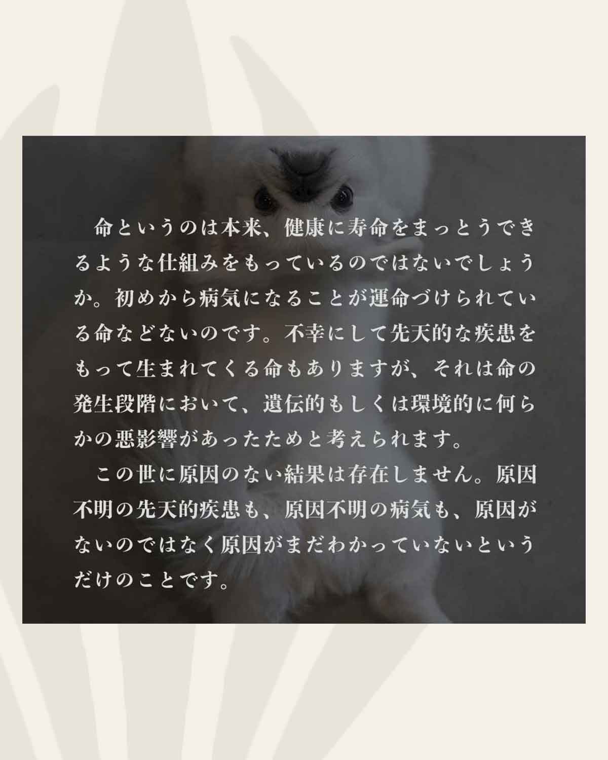 発酵野草ドッグフードウルス