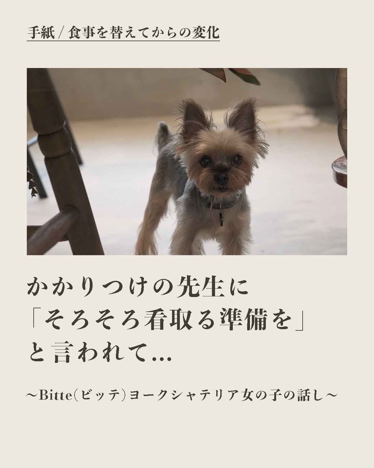 犬の手作りフード 生食 発酵野草入りローフードウルス