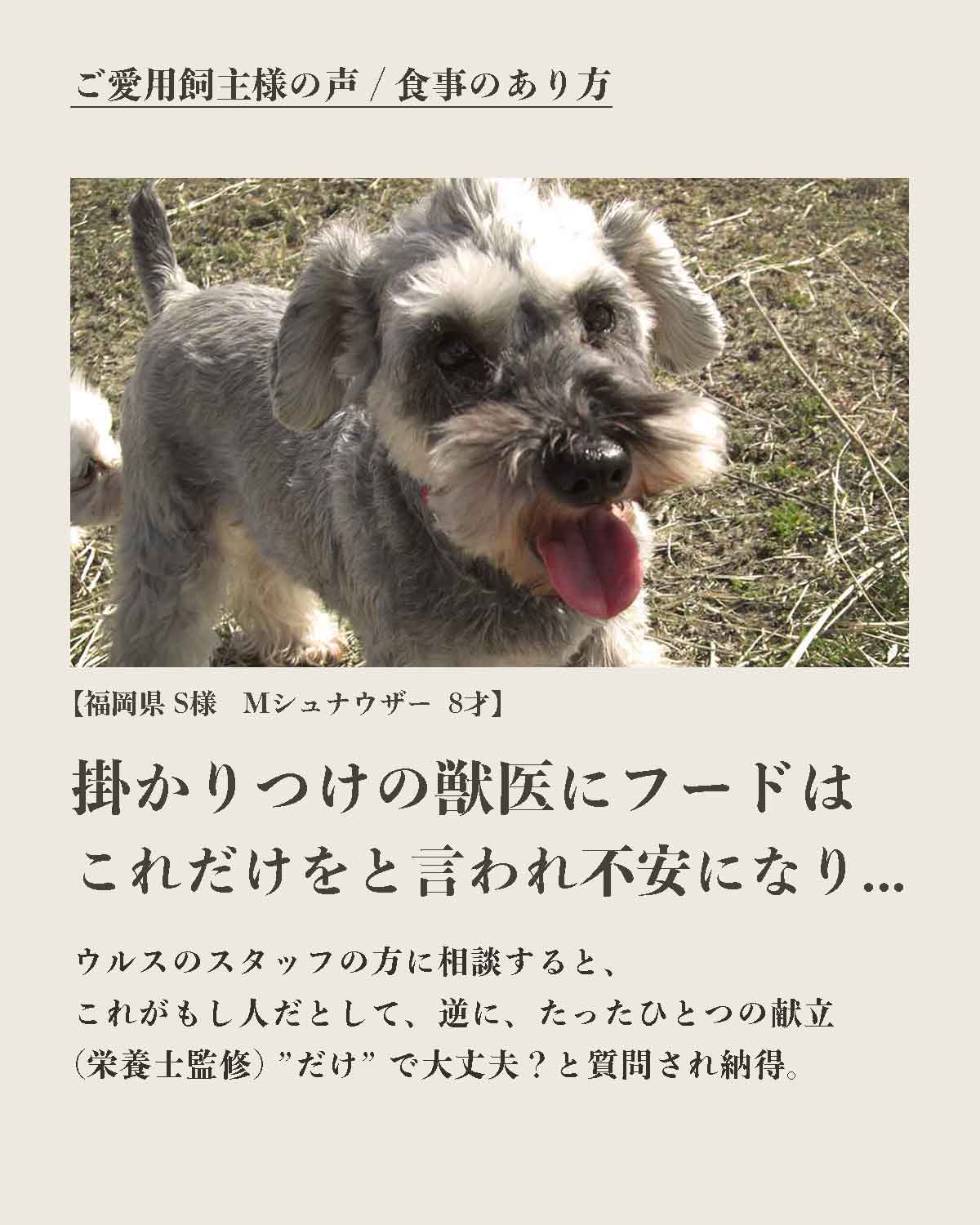 犬の手作りフード 生食 発酵野草入りローフードウルス