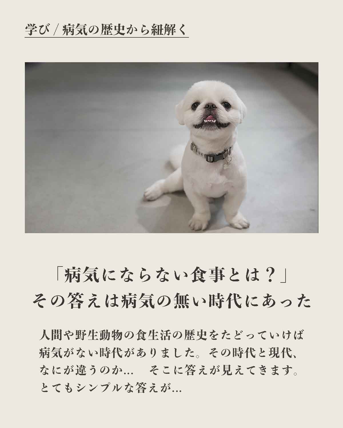 犬の手作りフード 生食 発酵野草入りローフードウルス