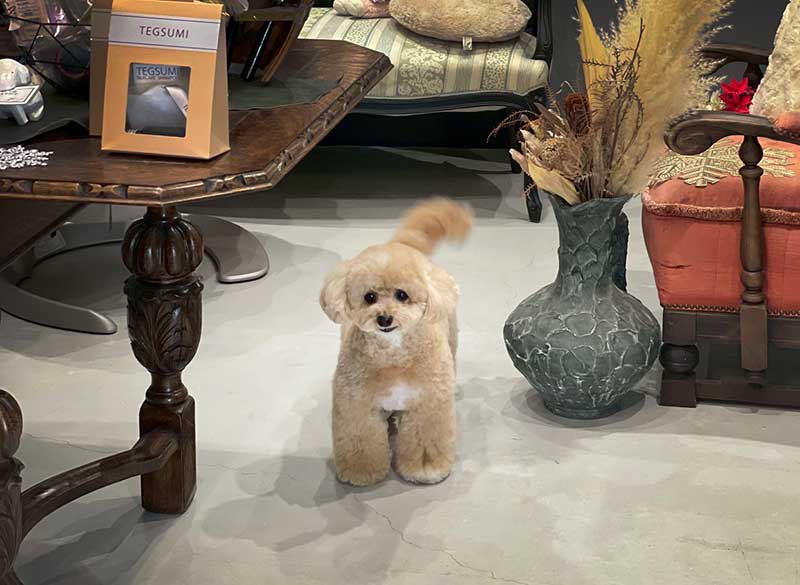 福島のトリミングサロン　ルーヴ