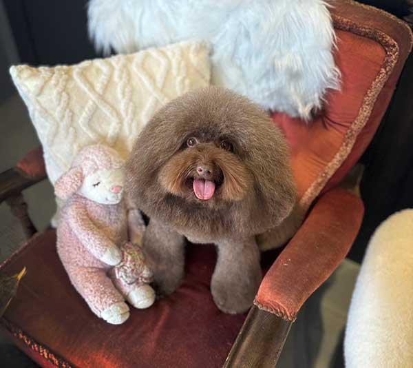 福島のトリミングサロン　ルーヴ