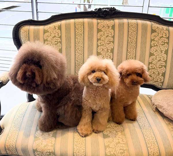 福島のトリミングサロン　ルーヴ