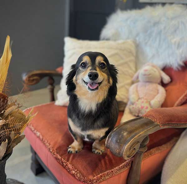 福島のトリミングサロン　ルーヴ