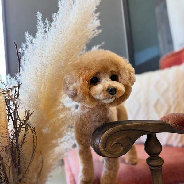 福島のトリミングサロン　ルーヴ