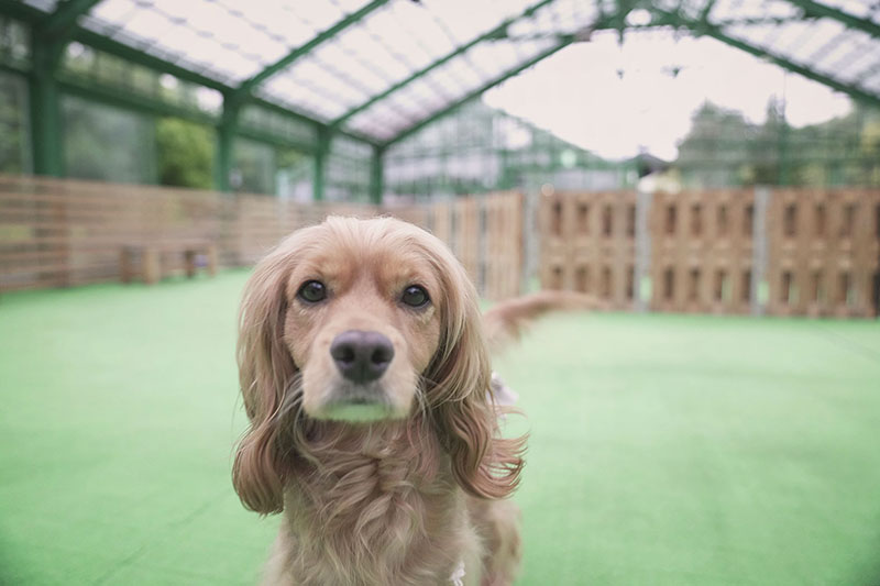 福島のドッグラン　ワンズゲート