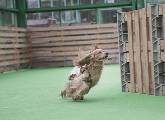 福島のドッグラン　ワンズゲート