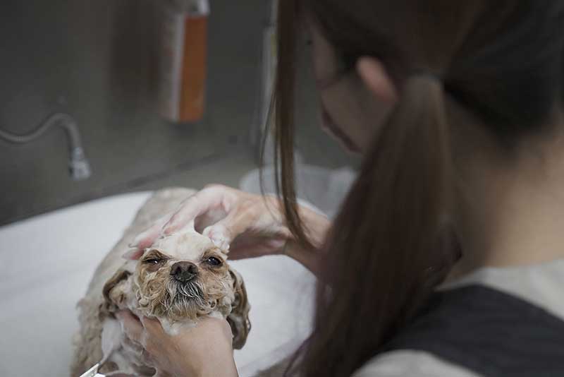 稲城市トリミングサロン　わんこまにあ