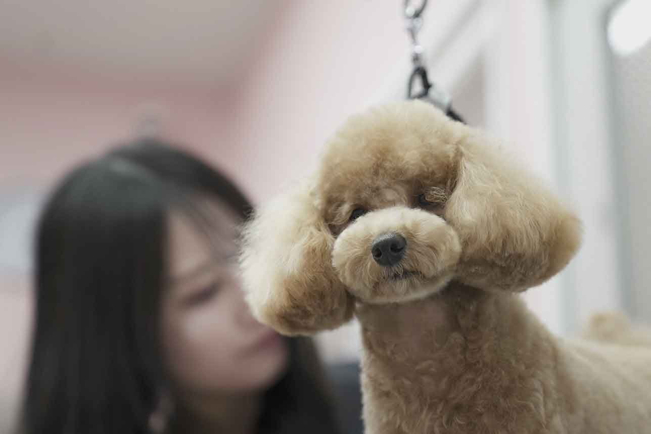 稲城市トリミングサロン　わんこまにあ