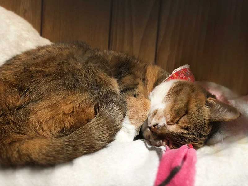 アニマルヘルスケアサポート楓