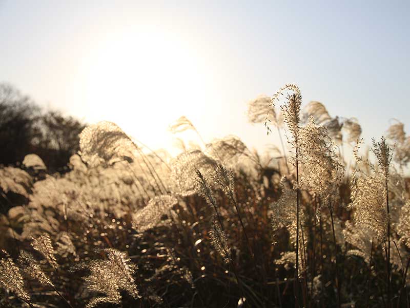 アニマルヘルスケアサポート楓